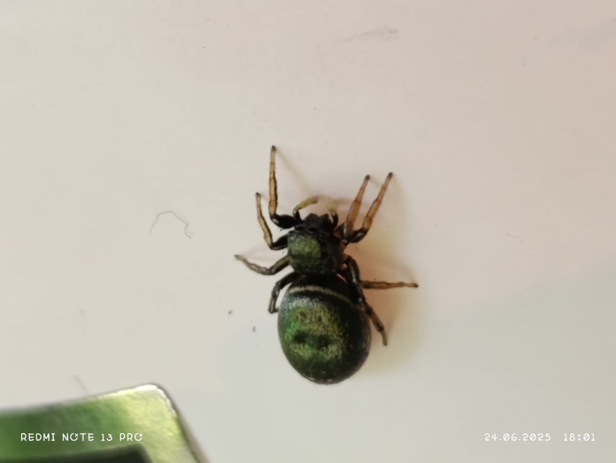 род пауков-скакунов из подсемейства Dendryphantinae